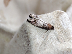 Notocelia incarnatana