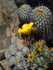 Balbisia peduncularis