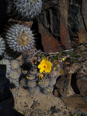 Balbisia peduncularis