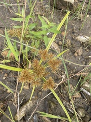 Cyperus