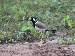 Vanellus indicus atronuchalis