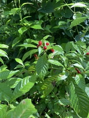 Psychotria nervosa