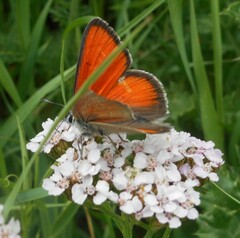 Lycaena hippothoe