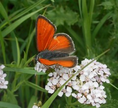 Lycaena hippothoe