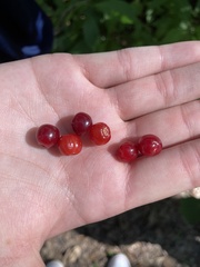 Psychotria nervosa