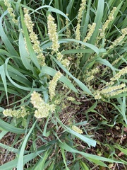 Rumex fueginus
