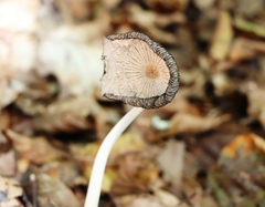 Coprinopsis lagopus