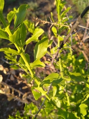 Gymnosporia buxifolia