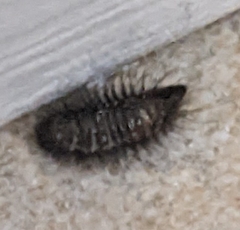Bostrichoidea