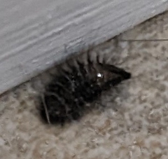 Bostrichoidea