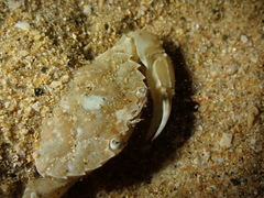 Liocarcinus