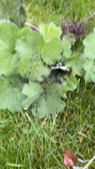 Alchemilla mollis