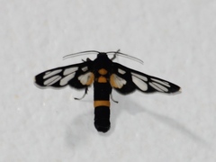 Amata sperbius
