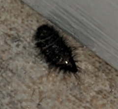 Bostrichoidea