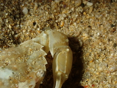 Liocarcinus