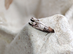 Notocelia incarnatana