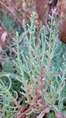 Salicornia pacifica