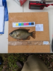 Ambloplites rupestris