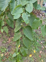 Reynoutria japonica