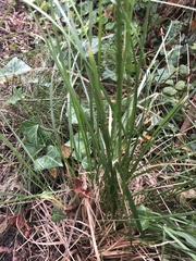 Deschampsia cespitosa