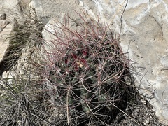 Hamatocactus hamatacanthus