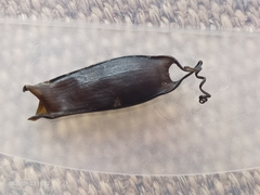 Scyliorhinus canicula