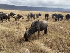 Connochaetes taurinus mearnsi