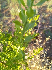 Gymnosporia buxifolia