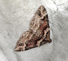 Catarhoe basochesiata