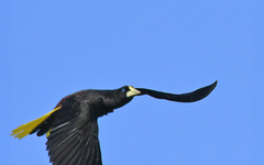 Psarocolius decumanus