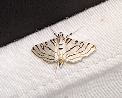 Conchylodes concinnalis