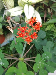 Jatropha podagrica