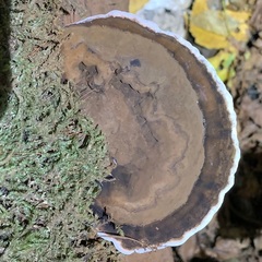 Ganoderma applanatum