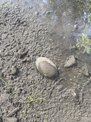 Unionidae