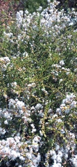 Eriocephalus ericoides