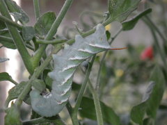 Manduca sexta