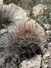 Hamatocactus hamatacanthus