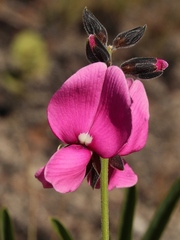 Galactia peduncularis