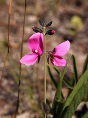 Galactia peduncularis