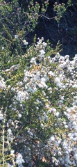 Eriocephalus ericoides