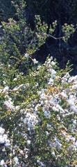 Eriocephalus ericoides