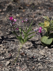 Galactia peduncularis