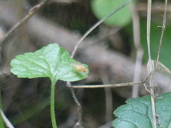 Chyromyidae