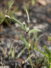 Galactia peduncularis