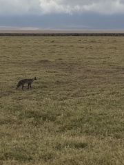 Leptailurus serval lipostictus