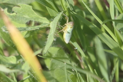 Cicadella