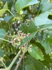 Byttneria grandifolia