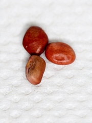 Galactia peduncularis