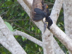 Ramphastos