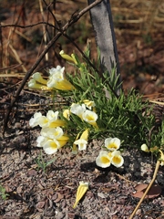 Anemopaegma arvense
